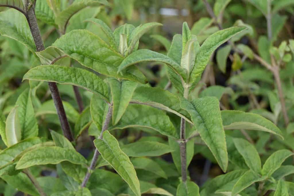 Buddleja davidii 'Border Beauty' <span class="hidden specialOffer"></span> 40-60 cm